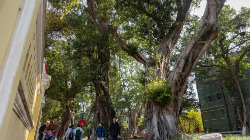 Guangzhou&#39;s Liwan held official unveiling ceremony for Shamian Ancient Tree Park