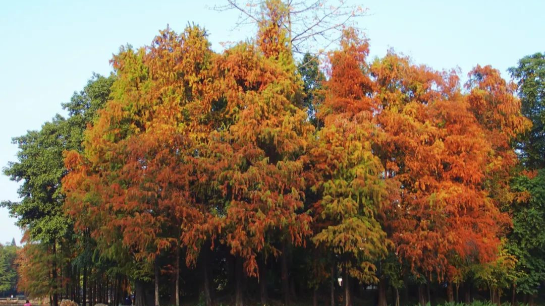 Photo | &quot;Giant Oil Painting&quot; in Guangzhou&#39;s Liwan