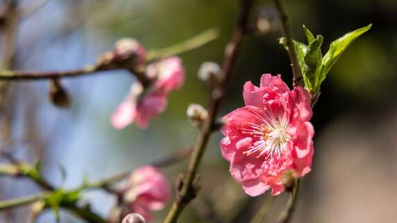 Photo | 100 Foshan’s peach trees ready for sale at Guangzhou Liwan Flower Market