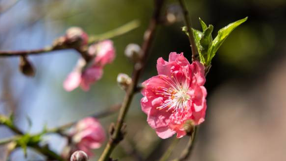 Photo | 100 Foshan’s peach trees ready for sale at Guangzhou Liwan Flower Market