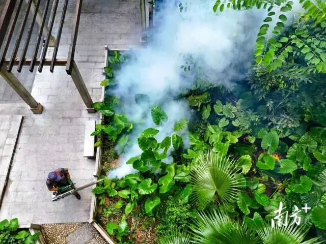 攻坚关键期,直击基孔肯雅热防控一线_南方+_南方plus