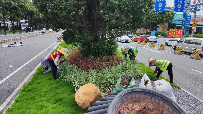 区城市管理和综合执法局保洁所清理五丫口大桥头中间绿化带.jpg